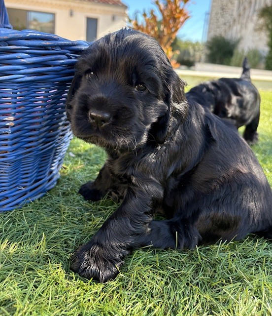 Mas Des Mimosas - Chiots disponibles - Cocker Spaniel Anglais