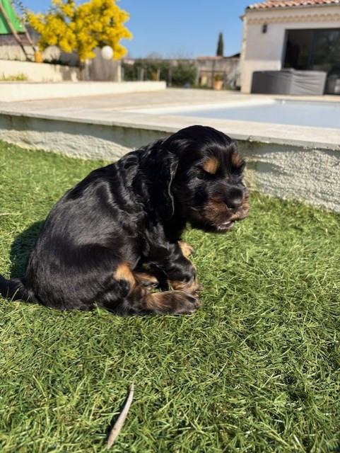 Mas Des Mimosas - Chiots disponibles - Cocker Spaniel Anglais